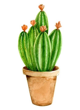 Little Pink Flowers