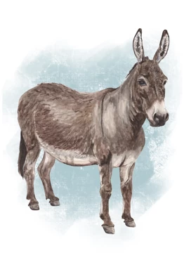 Donkey