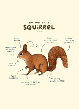 Anatomy Of A Squirrel