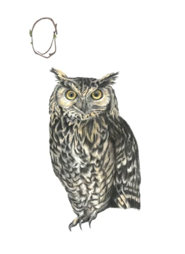 Owl
