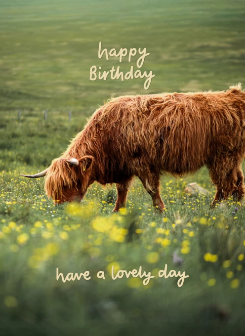 Highland Cow