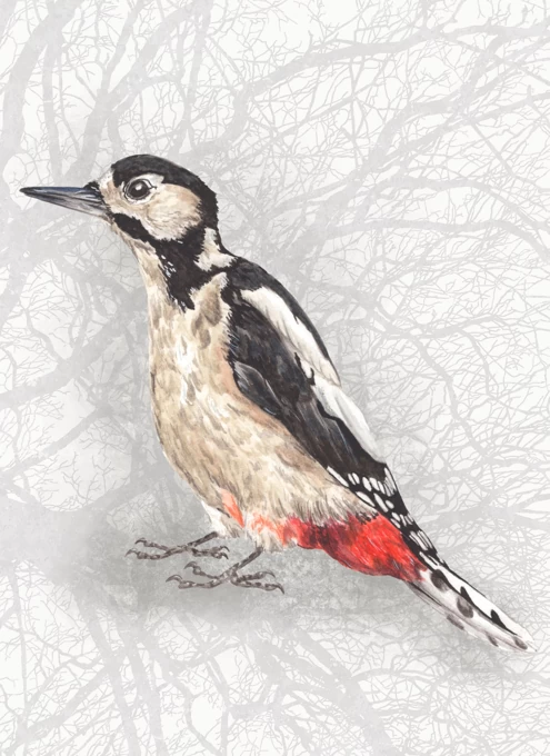 Woodpecker