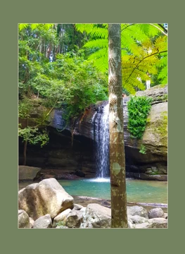 Tranquil Forest Falls