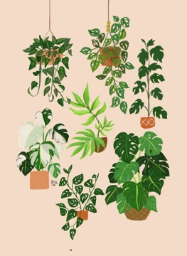Houseplant Collection