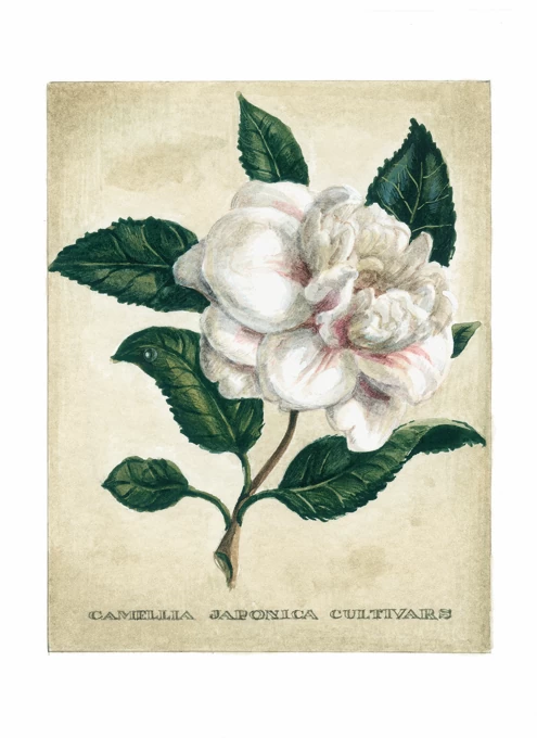 Camellia Flower