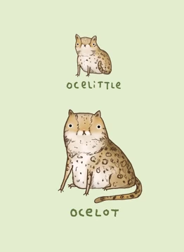 Ocelittle Ocelot