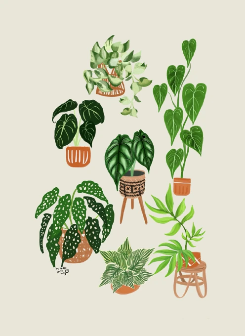 Indoor Plant Collection