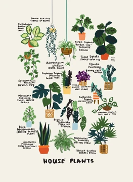 House Plants