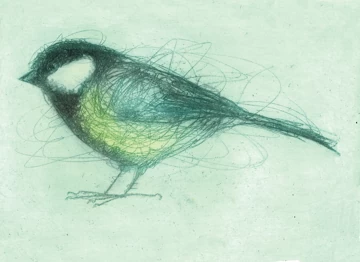 Great Tit 