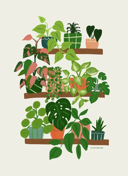 Plant Shelfie