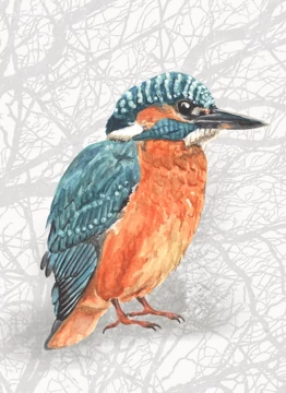 Kingfisher