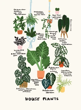 House Plants