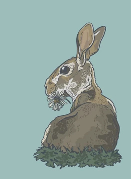 Rabbit with daisy flower