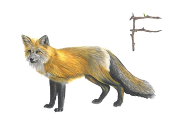 Fox