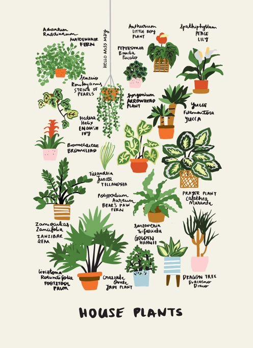 House Plants