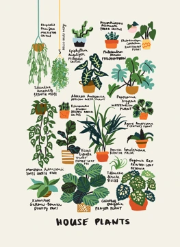 House Plants