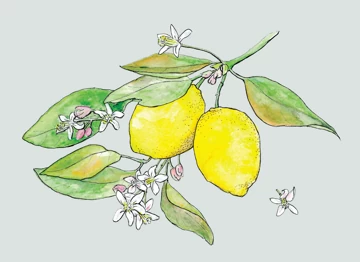 Lemons