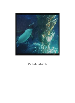 Fresh start penguin