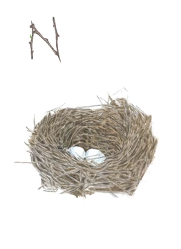 Nest
