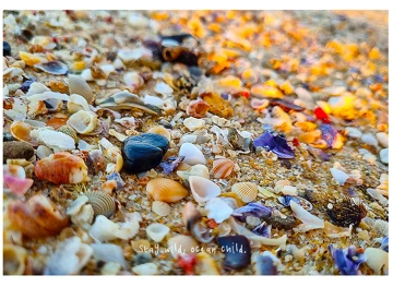 Stay Wild, Ocean Child