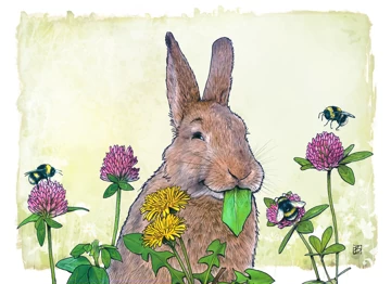 Honey Bunny